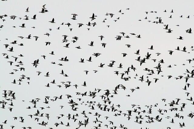 Optimierung der Vogelschlagverhinderung auf Fliegerhorsten des ÖBH